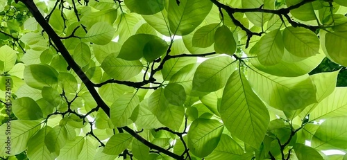 Low Angle Lush Green Tree Leaves Branches Silhouetted Sunlight Dappled Light Summer Nature Wide View