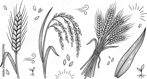 Foto Wheat and Rice Ear Vector Illustration Set with Cereal Grain Agriculture Icons