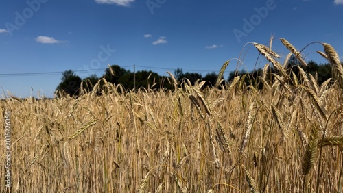 Foto Golden rye grain field with dirt road alongside trees and blue sky with white cl