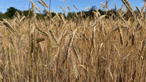 Tableau sur toile Golden rye grain field with dirt road alongside trees and blue sky with white cl