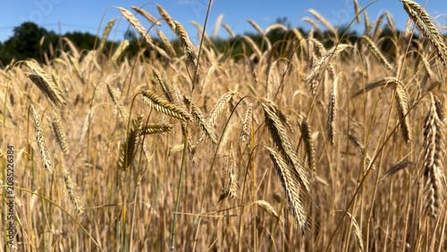 Vászonkép Close up of golden rye ears in grain field swaying in wind during summer harvest