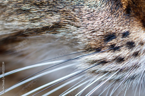 Canvas Print Fur detail with whiskers from a domestic cat close-up
