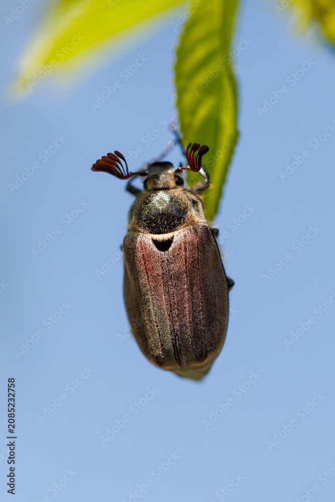 Fototapeta premium Metallic beetle perches on green leaf against blue sky