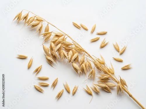 A single stalk of raw oats with scattered grains on a flat surface isolated on white background