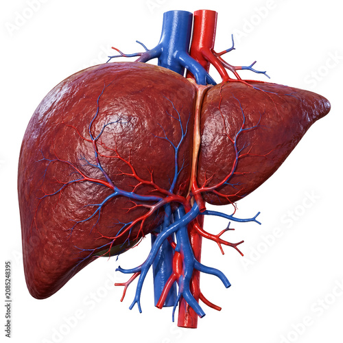 Detailed 3D Human Liver Anatomy Model with Arteries and Veins