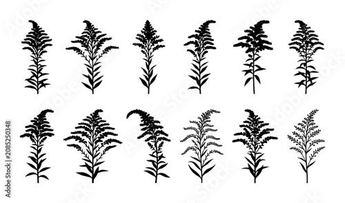 Foto Botanical Illustrations: Delicate Goldenrod Plant Silhouettes, Wildflower Vector