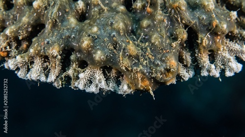 Creative Coral reef, underwater, marine life, close-up, gray, brown, textured 2k