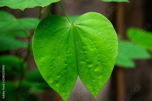 Photos Close up of a vibrant green Bauhinia acuminata leaf shaped like a hoof in a garden in Vietnam