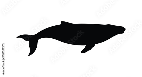 Photography Black whale silhouette against a white background a simple and graphic marine an