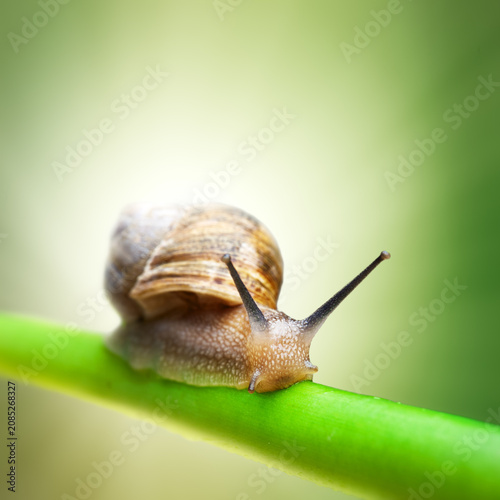 Photography Close up of a single brown snail on a green plant stem with gastropod wildlife c