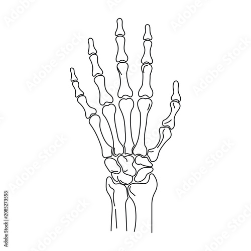 Canvastavla Anatomical human hand skeleton structure showing finger bones in detailed black