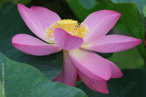 Ancient lotus flowers that bloom during the rainy season