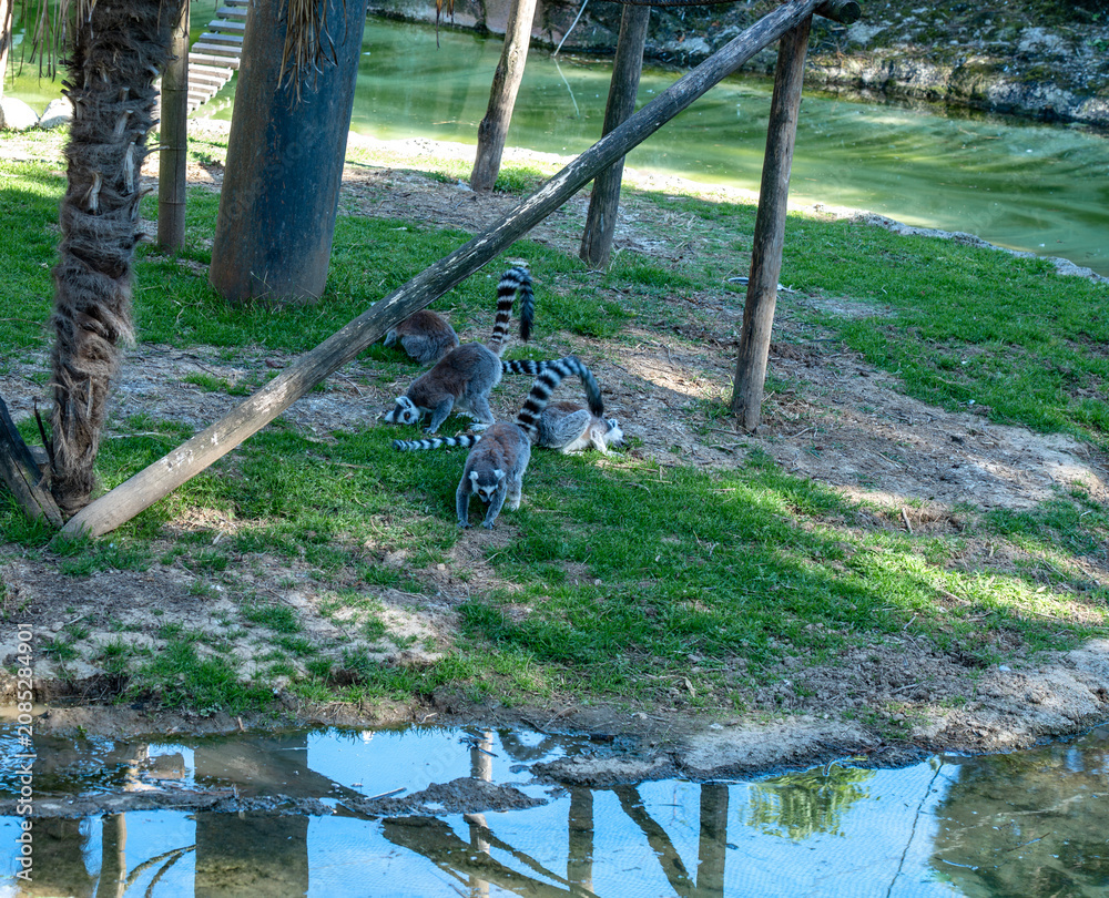 Fototapeta premium a group of ring-tailed lemurs, known for their long tails with black and white rings, which can reach 60 cm in length.