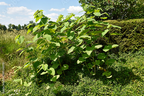 The plant in the photo is a highly invasive knotweed.