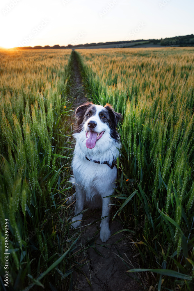 Fototapeta premium happy white dog portrait in summer field