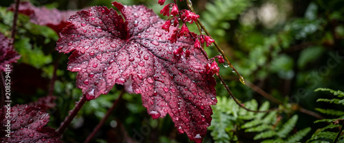 Vibrant Crimson Botanical Leaves with Crystal Rain Droplets Representing Passion Energy and Emotional Strength in a Premium Macro Nature Wallpaper Background