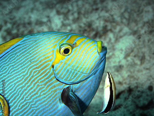 Yellowmask surgeonfish (Acanthurus mata) being cleaned by a Bluestreak cleaner wrasse (Labroides dimidiatus) at Melissa's Garden dive site, Raja Ampat, Indonesia, located in the Coral Triangle