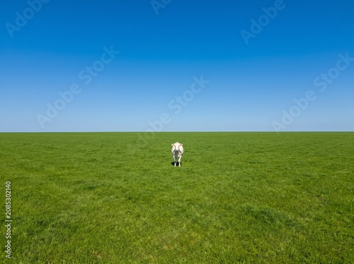 Single white cow standing in a massive flat green field