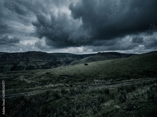 Single cow grazing on rolling green hills under stormy sky