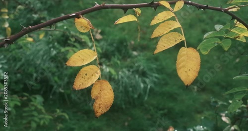A cluster of bright yellow leaves hangs from a thorny branch, partially obscuring the blurred green foliage in the background.