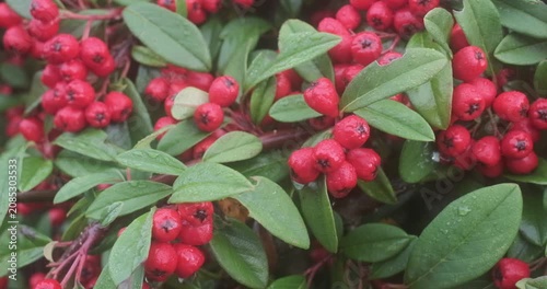 A close-up view shows clusters of small, round red berries and green leaves on a branch, some appearing wet.