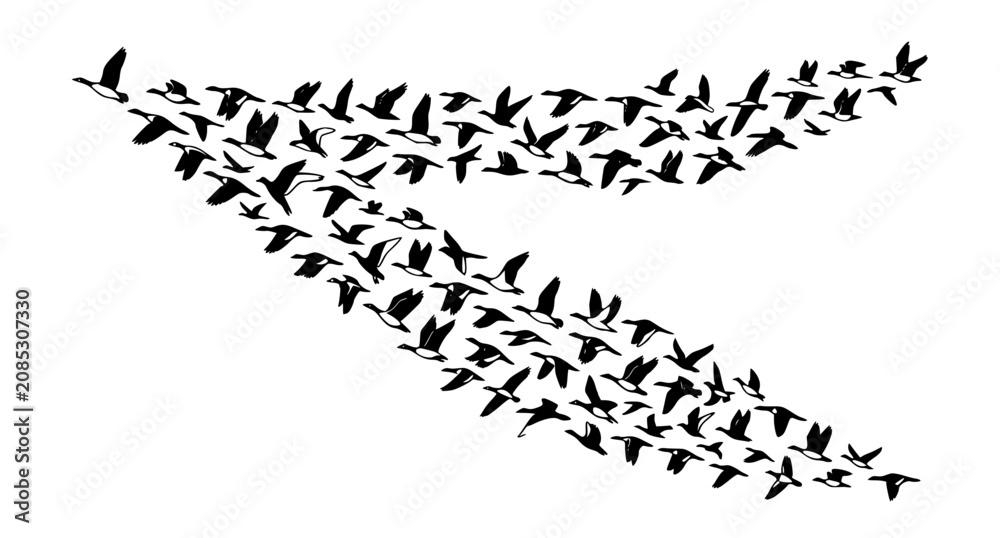 Fototapeta premium Stylized black and white birds flying in formation vector art isolated on clean background
