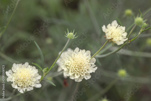 Blossom of a cream scabious (Scabiosa ochroleuca). Use for educational purpose. 