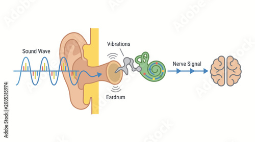 Obraz na plátně Ear anatomy diagram illustrates how sound waves travel through the eardrum to the brain for processing