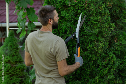 Back view of a man pruning a green thuja hedge with manual hedge shears in a residential garden. Gardening, landscaping, hedge maintenance and outdoor work concept.