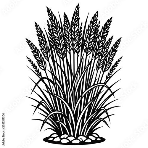 Stalk - Minimalist Black and White Vector of a Wheat Grain Plant Representing Agriculture and the Annual Harvest Season