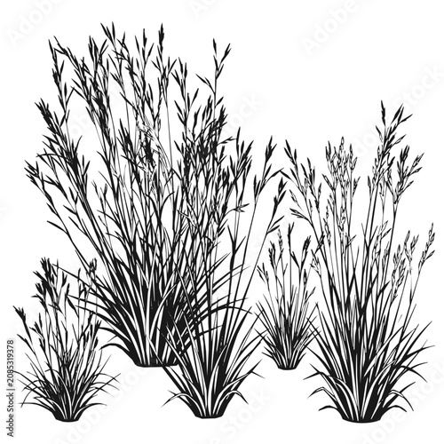 Detailed wild botanical grass silhouette in a nature setting, featuring clumps of meadow plants and field weeds.
