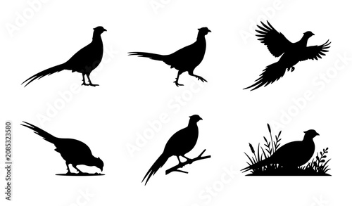 Schilderij op canvas Pheasant Silhouettes: Six Diverse Poses, Vector Graphics for Wildlife and Huntin