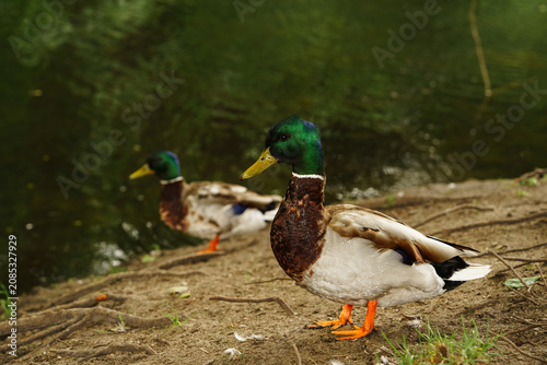 Принти на полотні Two vibrant Mallard ducks resting on the earthy bank of a serene green river in