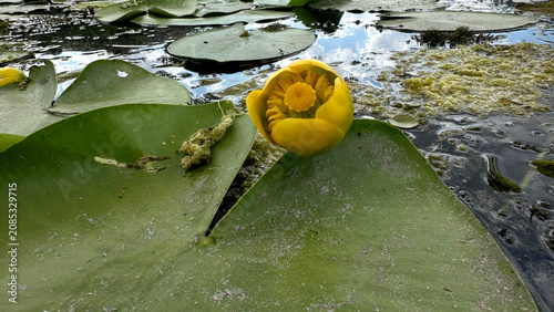 Fotografía yellow water lily (Nuphar lutea) blooms above dark pond water among round floating leaves, its cup-shaped golden flower and central disc visible
