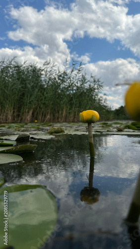 Obraz na plátne yellow water lily (Nuphar lutea) rises above a calm pond and reflects in the water, a dragonfly perched below the bloom, with green reeds and blue cloudy sky behind