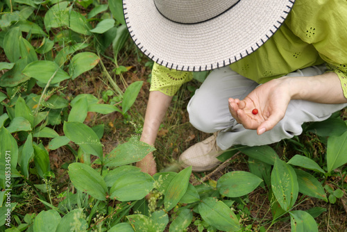 фотографія Young woman wearing a straw hat picking wild strawberries in a peaceful forest