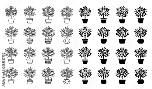 Lucky kumquat tree outline and glyph icon collection with citrus fruit prosperity symbol vector isolated on white background