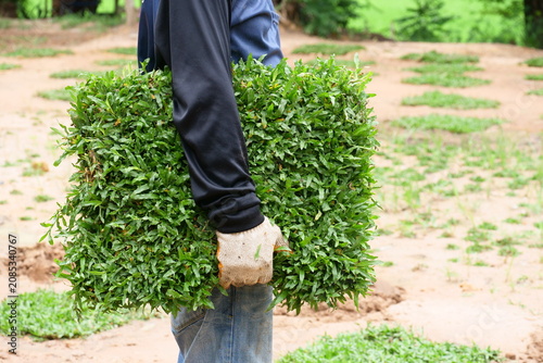 Canvastavla A worker is holding Tropical Carpet Grass (Axonopus compressus (Sw