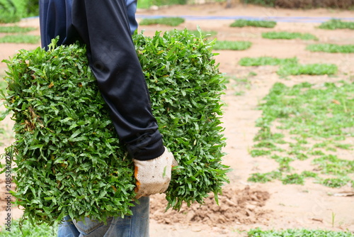 Fotografía A worker is holding Tropical Carpet Grass (Axonopus compressus (Sw
