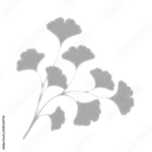 Philodendron shadow overlay transparent PNG botanical minimal branch