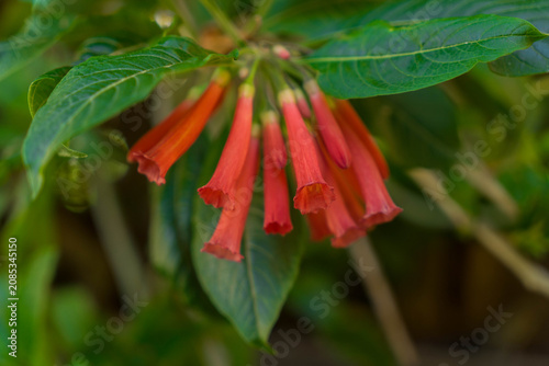 Bright Red Trumpet Shaped Flowers with Green Leaves in Natural Close Up
