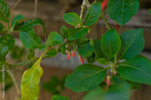 Bright Red Trumpet Shaped Flowers with Green Leaves in Natural Close Up