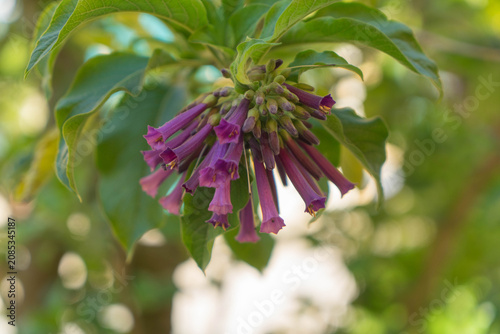Vibrant Violet Trumpet Shaped Flowers with Fresh Green Leaves in Close Up