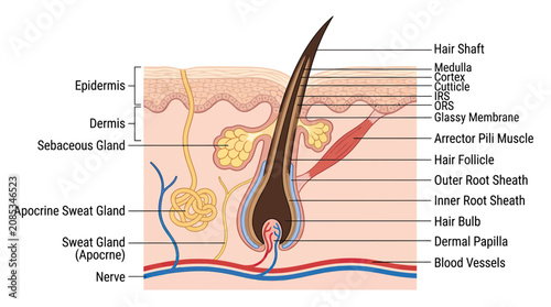 Принти на полотні Detailed Diagram of Human Skin Structure and Hair Follicle Anatomy