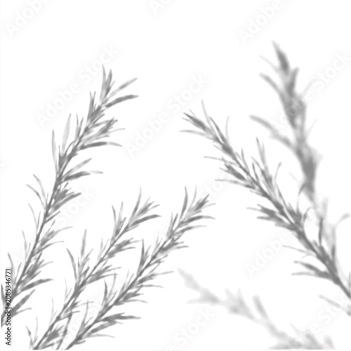 Reed Grass shadow overlay transparent PNG botanical tropical canopy