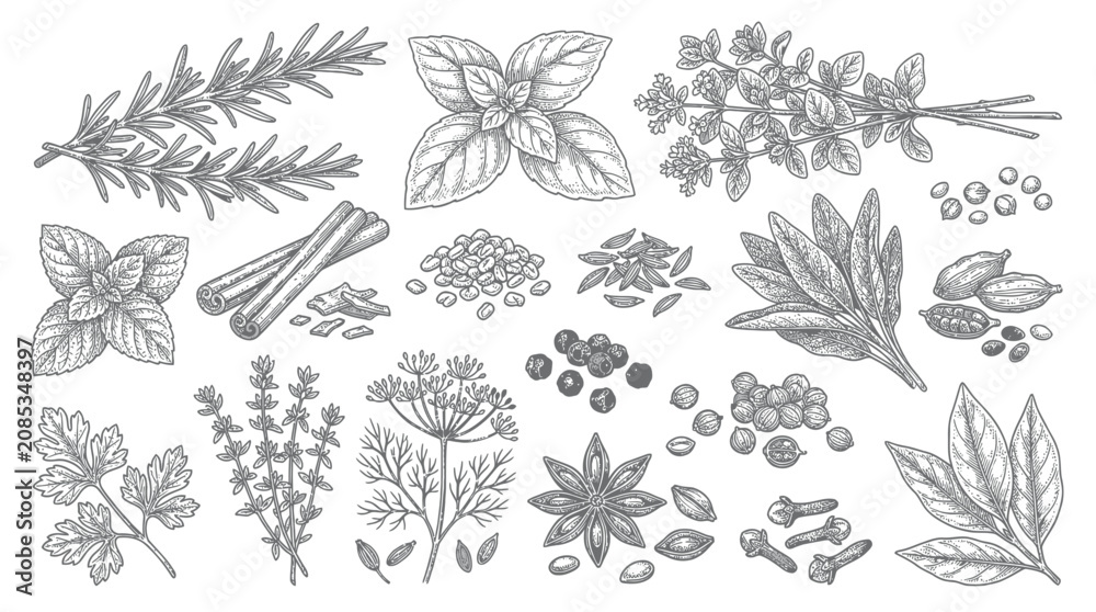 Fototapeta premium Herbs and Spices Collection: Botanical Illustration of Culinary Ingredients
