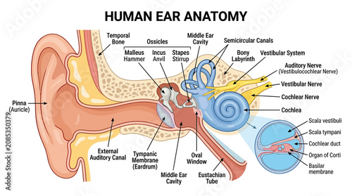 Quadro su tela Human Ear Anatomy Diagram: Outer, Middle, Inner Ear Structures
