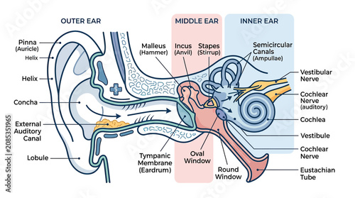 Obraz na płótnie Anatomy of the Human Ear: Outer, Middle, and Inner Ear Diagram