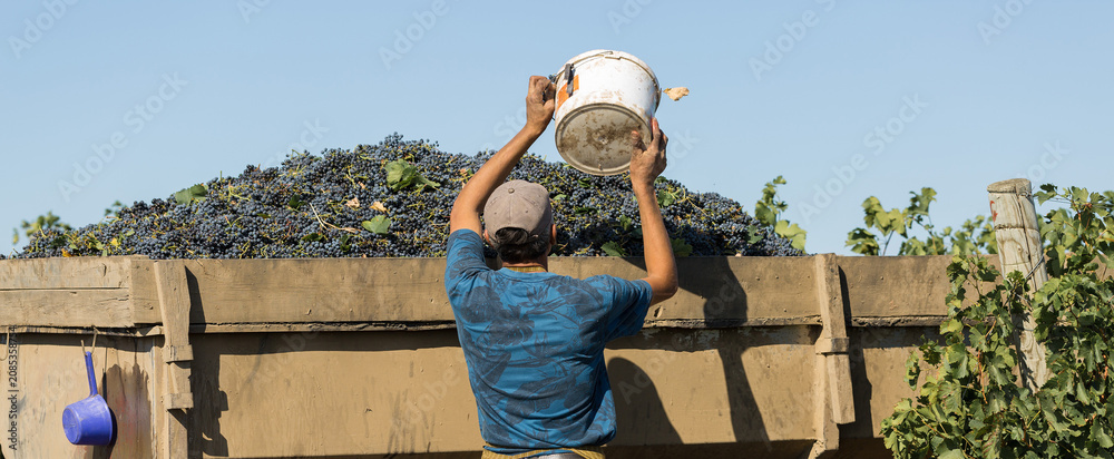 Obraz premium Workers pour blue grapes onto a trailer in a vineyard. Autumn harvesting.