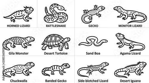 Fotografie Various Types of Lizards and Snakes.